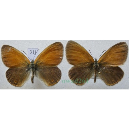 Coenonympha glycerion (Borkhausen, 1788) 2xmale Strzępotek glicerion Czech31j